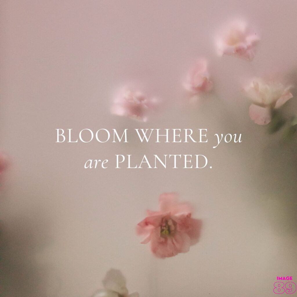 pink flowers background positive vibes image like bloom where you are planted