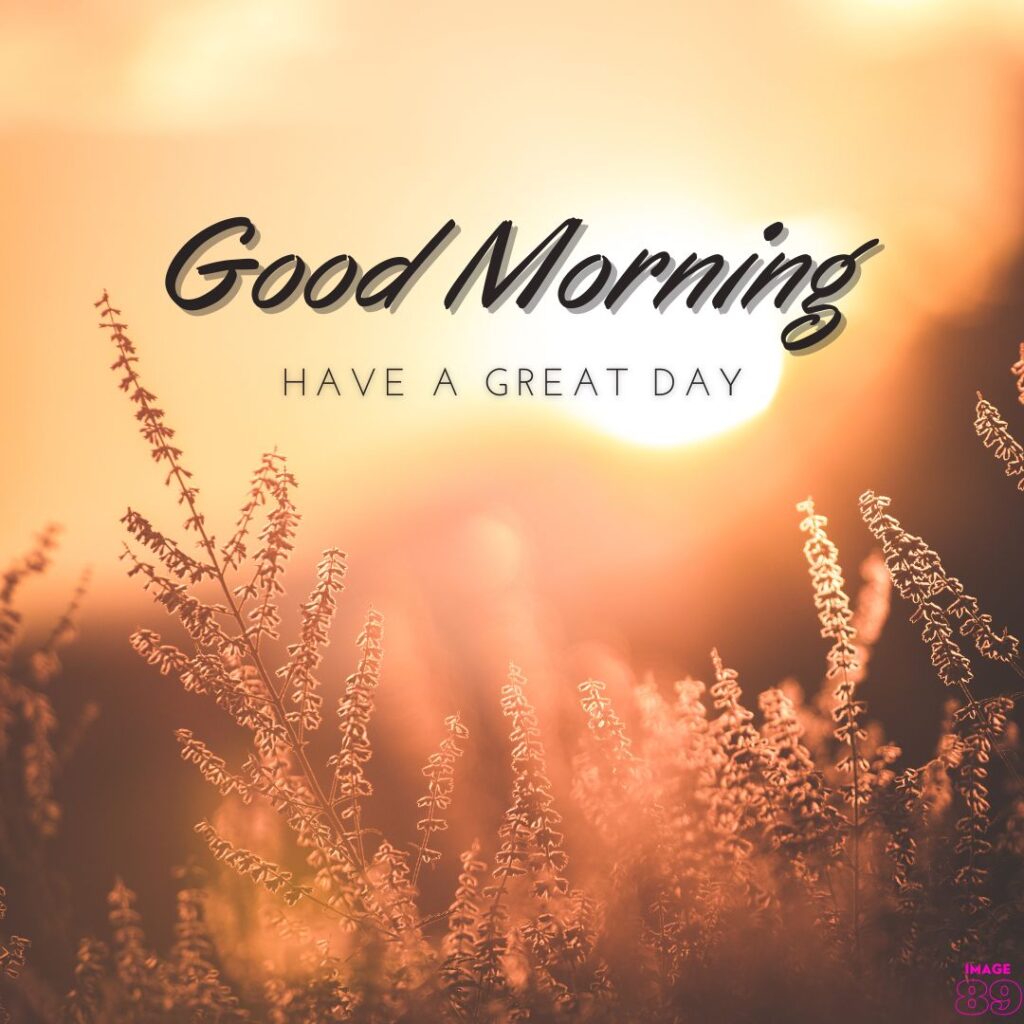 beautiful good morning image with sunlight background